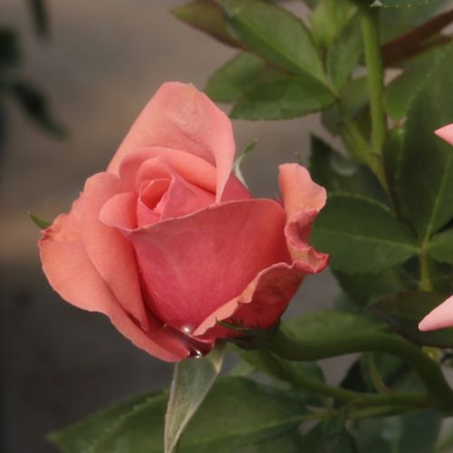 Rosa Elaine Paige™ - roz - Trandafir copac cu trunchi înalt - cu flori teahibrid - coroană tufiș